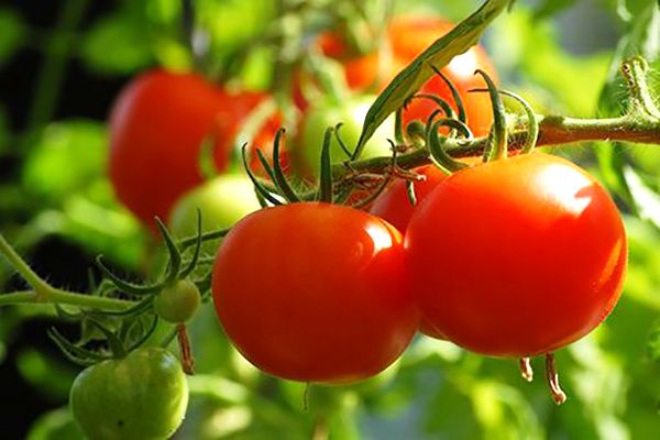 case-study-tomaten-wegen-bij-lans-tomaten