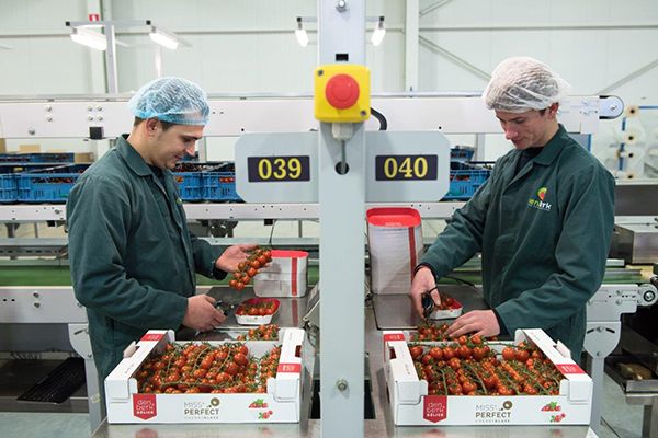 nauwkeurig-wegen-van-tomaten-bij-den-berk